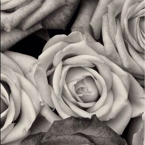 Meet your Posher, Ella